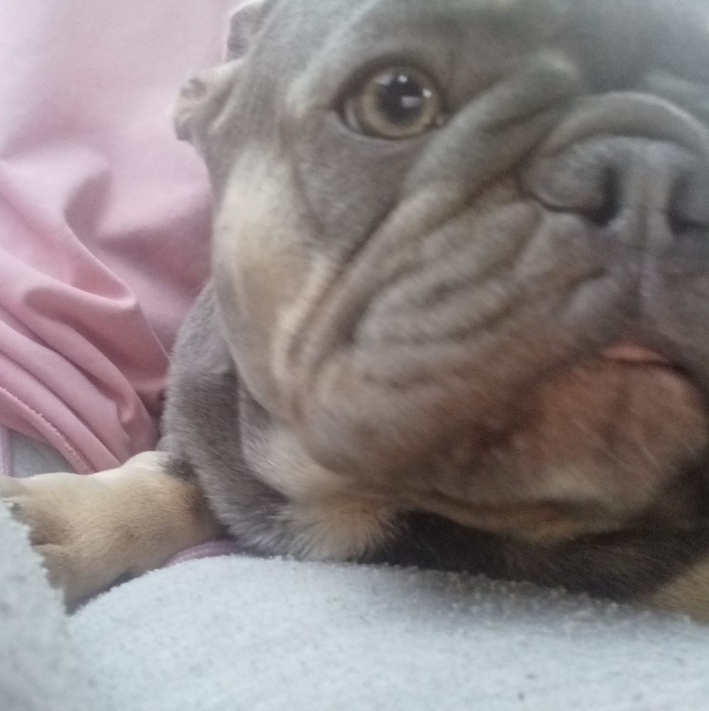 Meet your Posher, Laylah
